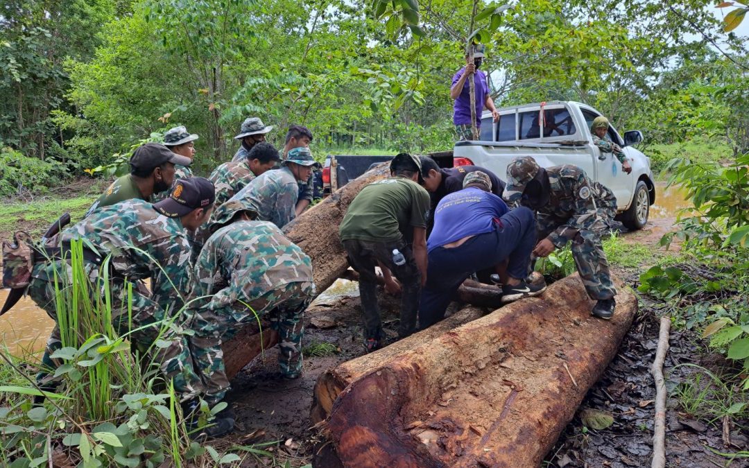 วันที่ 11 พฤษภาคม 2565 เขตรักษาพันธุ์สัตว์ป่าพนมดงรัก รายงานการตรวจยึดไม้ของกลาง