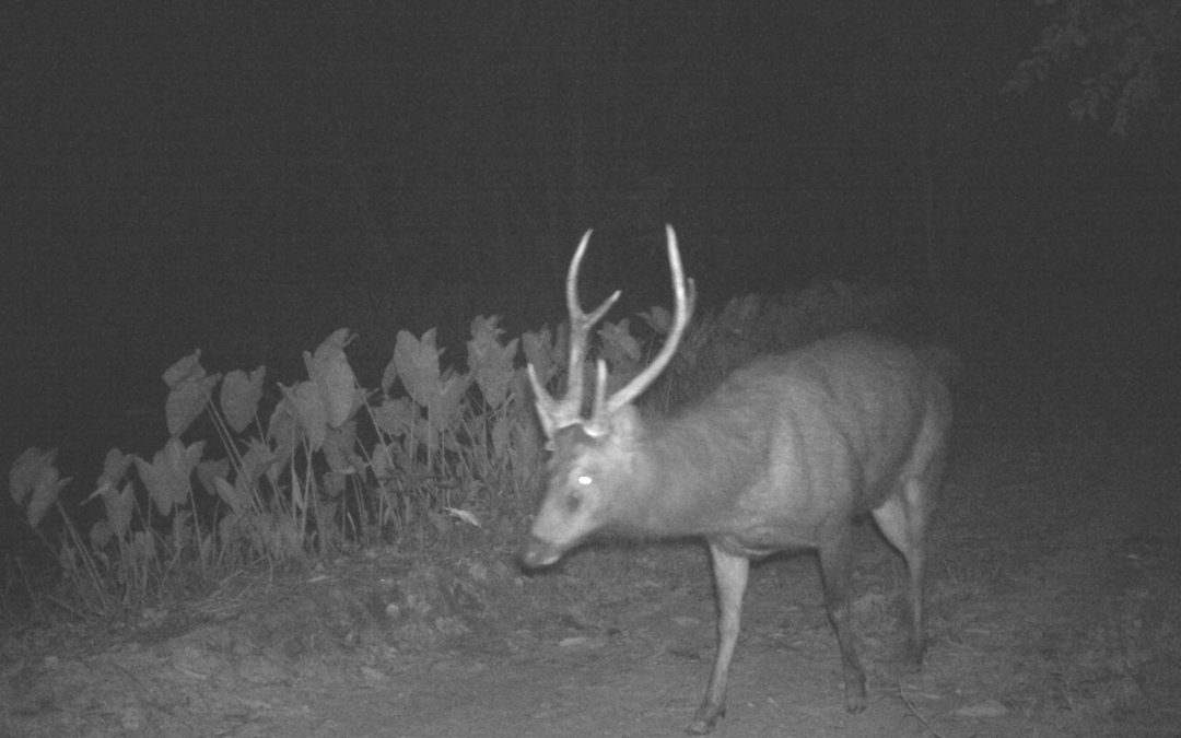 ขสป.ภูสีฐาน ติดตามสัตว์ป่าด้วยกล้องดักถ่าย (Camera Trap) ขสป.ภูสีฐาน