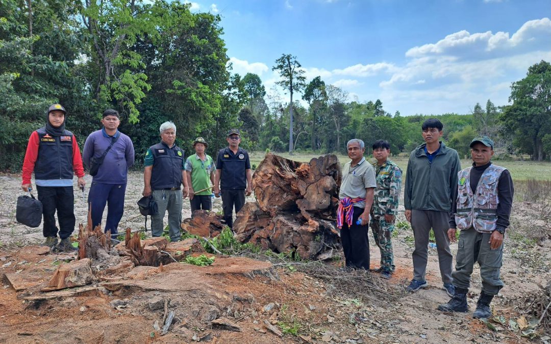 เขตรักษาพันธุ์สัตว์ป่าพนมดงรัก รายงานการร่วมตรวจยึดไม้ประดู่ และอุปกรณ์ในการกระทำผิด ตาม พ.ร.บ.ป่าไม้ พ.ศ.2484