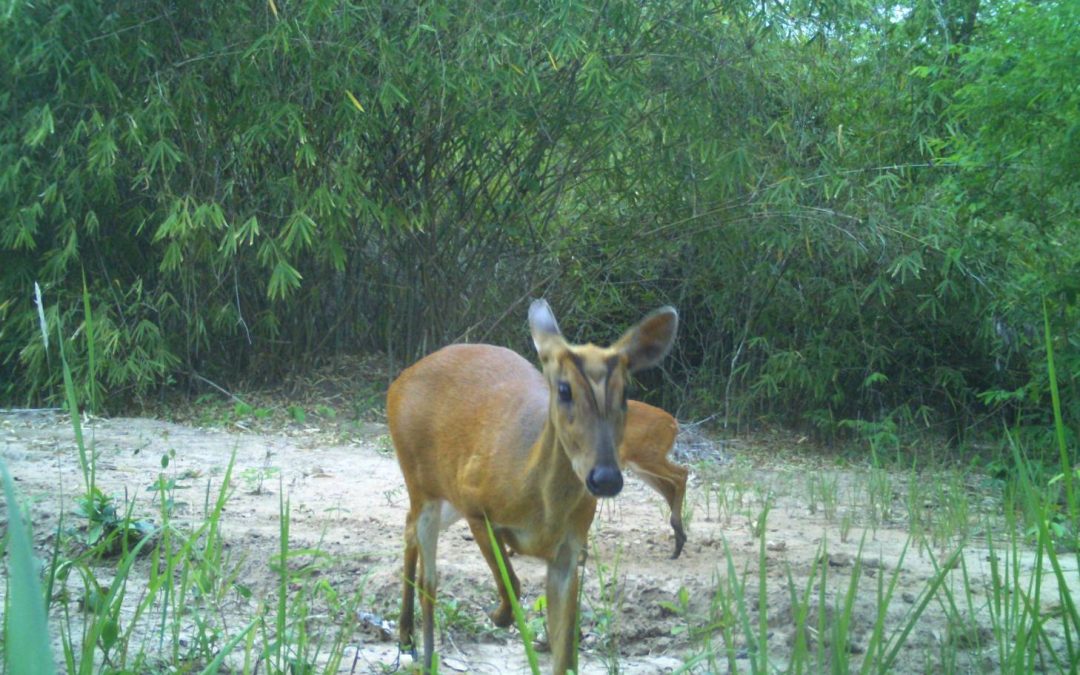 ขสป.ภูสีฐาน สำรวจติดตามสัตว์ป่าด้วยกล้องดักถ่าย (Camera Trap)