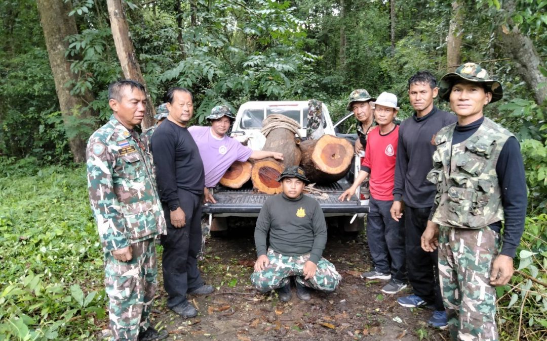 ตรวจยึดไ้ม้พะยูงท่อนที่ถูกลักลอบตัดในเขตวนอุทยานภูสิงห์-ภูผาผึ้ง