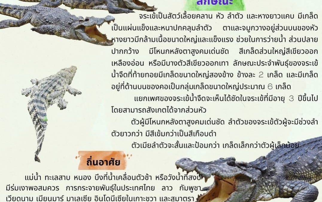 📣มารู้จักกับ #จระเข้น้ำจืดพันธ์ุไทยใกล้สูญพันธ์ุ