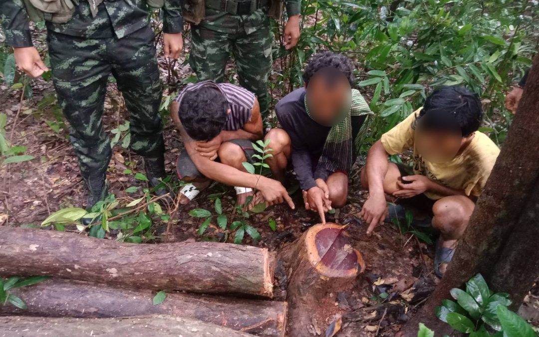 เขตรักษาพันธุ์สัตว์ป่าห้วย ทับทัน-ห้วยสำราญ ตรวจยึด/จับกุม คดีไม้พะยูง พร้อมกับผู้กระทำความผิด ชาวกัมพูชา