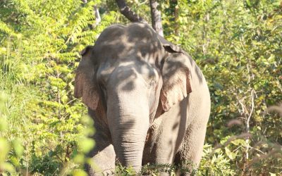 ช้างป่าตัวโต น่ารักๆ ในพื้นที่เขตรักษาพันธุ์สัตว์ป่าบุณฑริก-ยอดมน​ จ.อุบลราชธานี