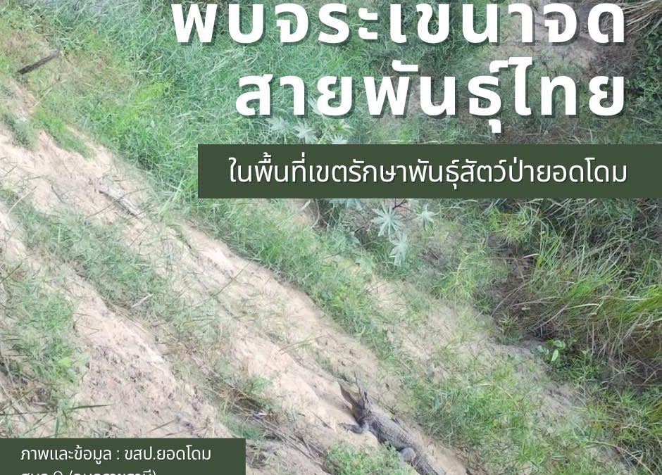 พบจระเข้น้ำจืด สายพันธุ์ไทย ในพื้นที่เขตรักษาพันธุ์สัตว์ป่ายอดโดม
