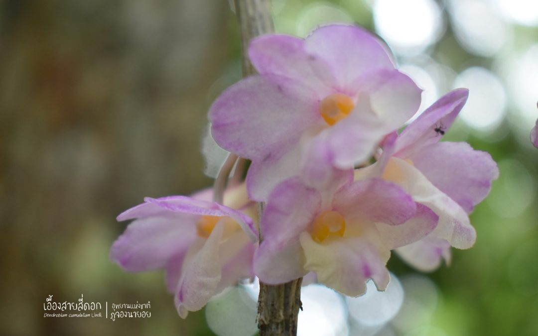 เอื้องสายสี่ดอก หรือ Dendrobium cumulatum Lindl.