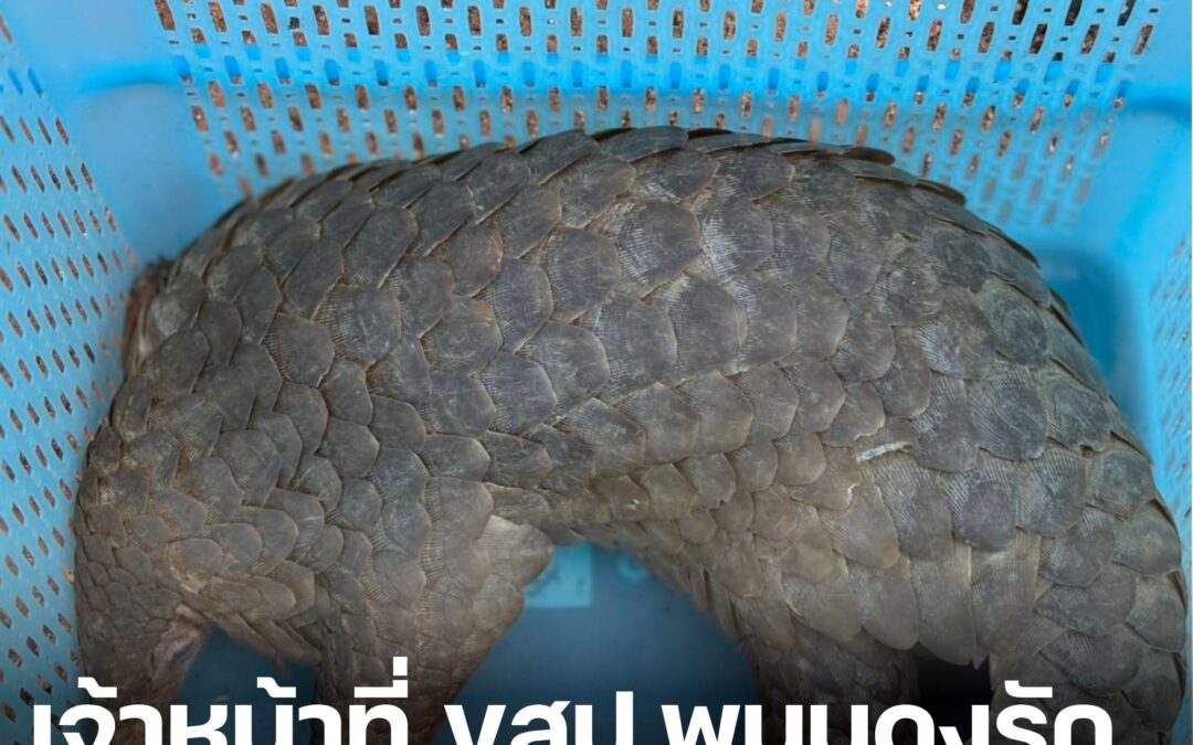 เจ้าหน้าที่เขตรักษาพันธุ์สัตว์ป่าพนมดงรัก ช่วยเหลือลิ่นชวาพลัดหลง ปล่อยคืนสู่ธรรมชาติอย่างปลอดภัย